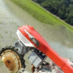 無農薬栽培米コシヒカリの除草