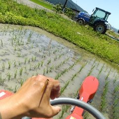 無農薬栽培米ミルキークイーンの除草
