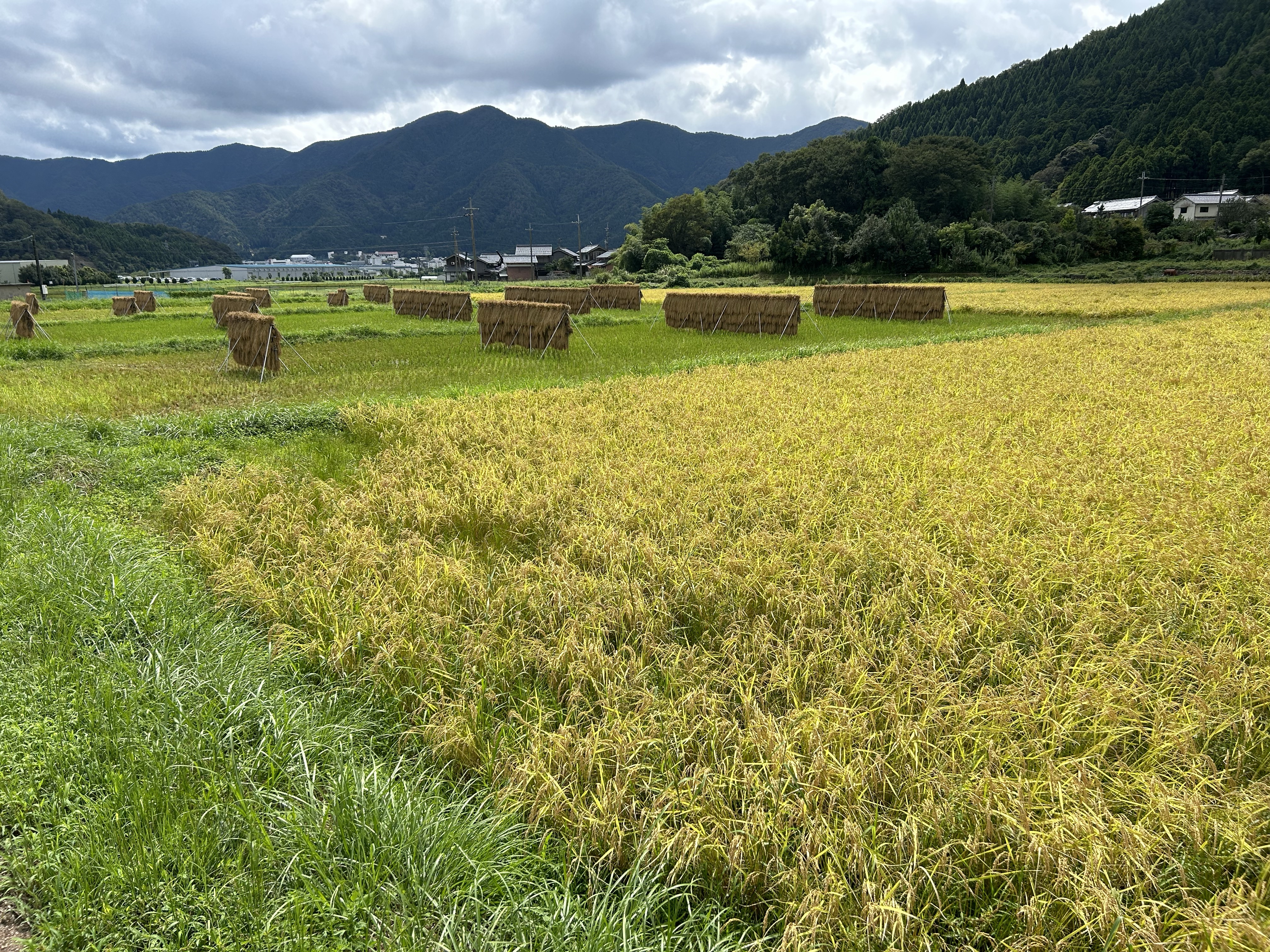冒険米コシヒカリの稲刈り