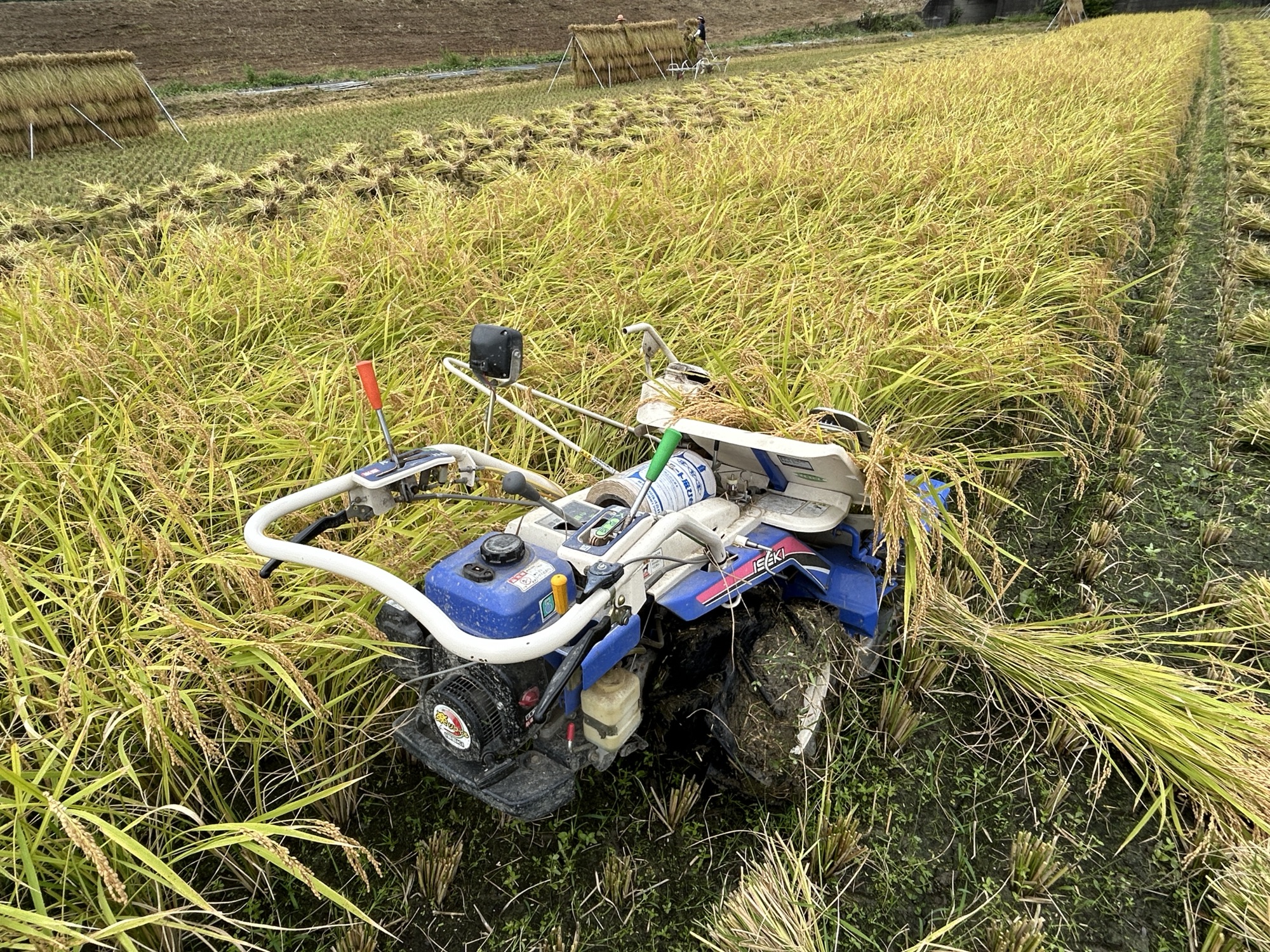 最高級の田んぼに最高の舞台へ